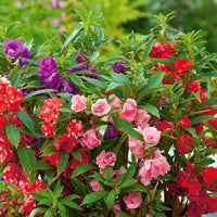 Colorful Balsam Flower Planting Seeds  Easy Spring Garden Annuals
