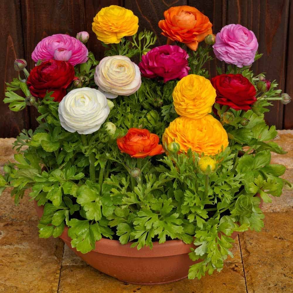 Ranunculus Ranunculus asiaticus Seeds for Planting in Flower Bed and Container Garden