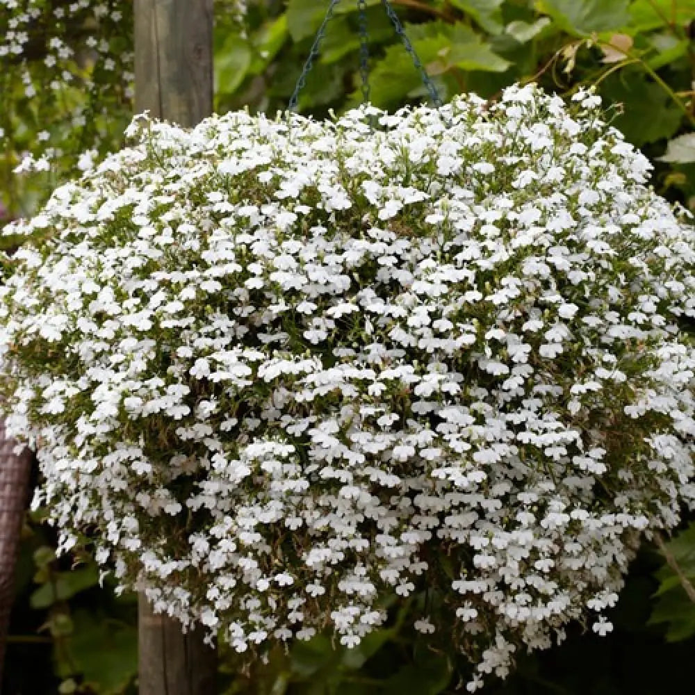 Lobelia Regatta White Long-Lasting Seeds for Beautiful White Lobelia