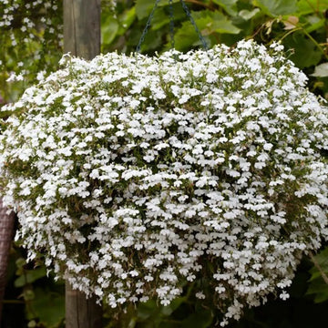 Lobelia Regatta White Long-Lasting Seeds for Beautiful White Lobelia