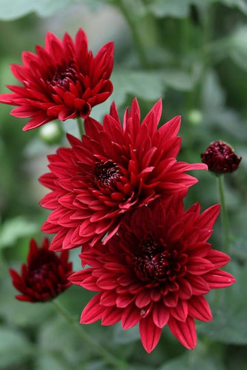 Red Chrysanthemum Flower seeds for Planting Perfect for Borders Heirloom & GMO Free Seeds for Home Garden 
 
 Sale