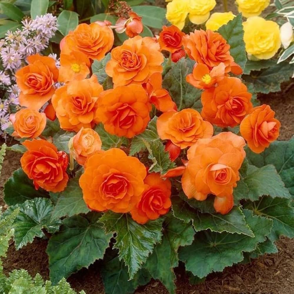 Orange Adenium Flower seeds for Planting - Seasonal Bloomer, Heirloom & GMO Free Seeds for Home Garden