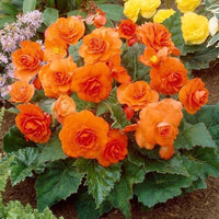 Begonia Flower seeds for Planting - Shade Tolerant, Heirloom & GMO Free Seeds for Home Garden