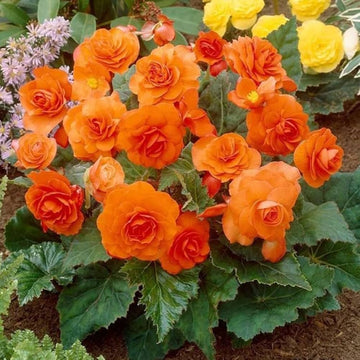 Begonia Flower seeds for Planting - Shade Tolerant, Heirloom & GMO Free Seeds for Home Garden
