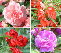 Impatiens Sun and Shade Hot Passion Seeds for Bold Garden Blooms