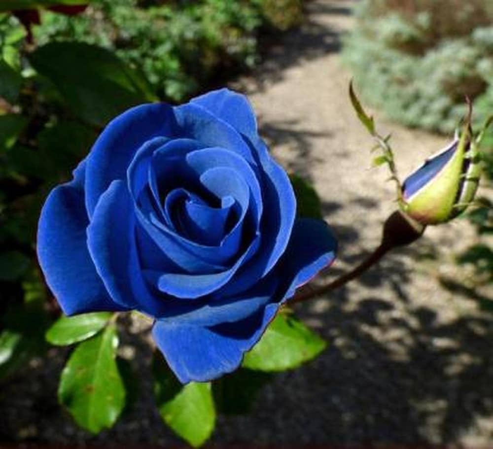 Sky Blue Climbing Rose Flower seeds for Planting - Long Bloom Season, Heirloom & GMO Free Seeds for Home Garden