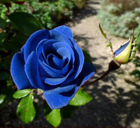 Sky Blue Climbing Rose Flower seeds for Planting - Long Bloom Season, Heirloom & GMO Free Seeds for Home Garden