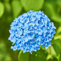 Mixed Hydrangea Flower Seeds for Planting – Heirloom & Non-GMO Ornamental Flower Seeds