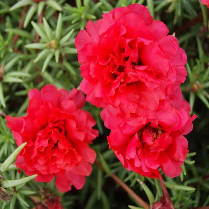 Ruby Jewel Moss Rose Portulaca Seeds for Bright, Vibrant Moss Roses