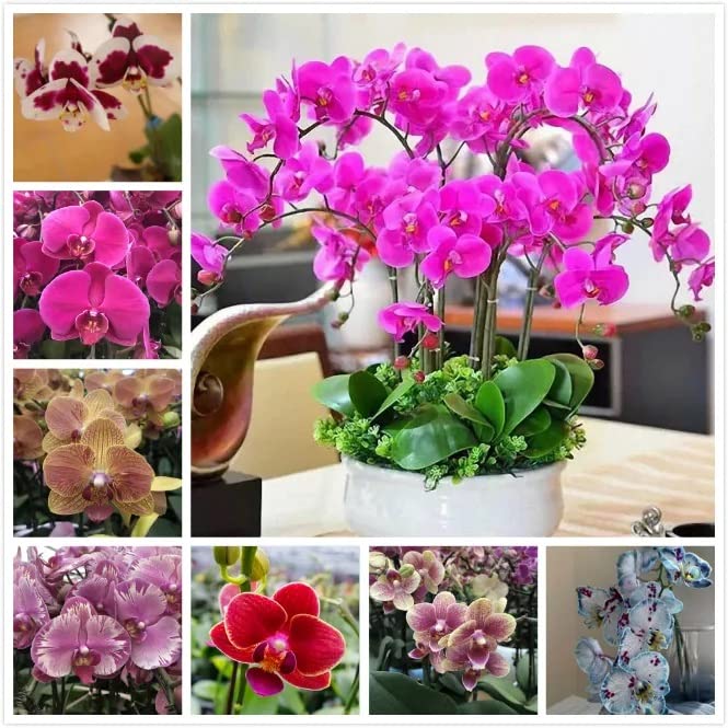 Phalaenopsis Mix Flower Seeds for Planting  Beautiful Orchid Variety