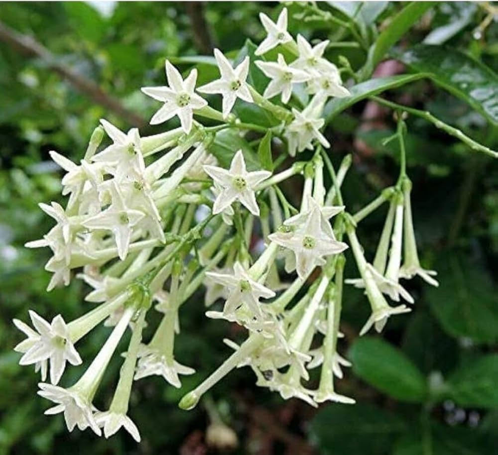Cestrum Flower seeds for Planting - Garden Favorite, Heirloom & GMO Free Seeds for Home Garden