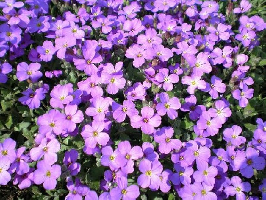 Purple Cress Flower seeds for Planting - Colorful Display, Heirloom & GMO Free Seeds for Home Garden