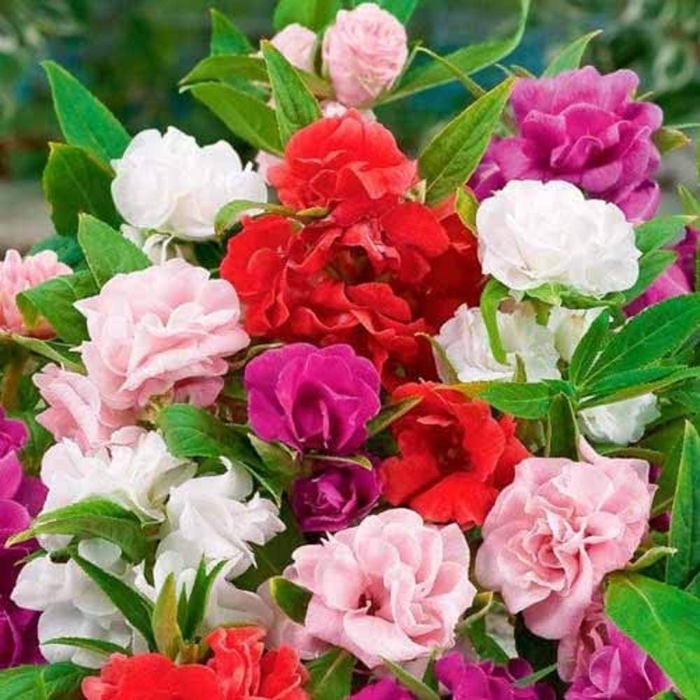 Double Camellia Impatiens Flower Seeds for Planting – Heirloom Non-GMO Ornamental Flower Seeds for Garden Beds, Borders & Containers