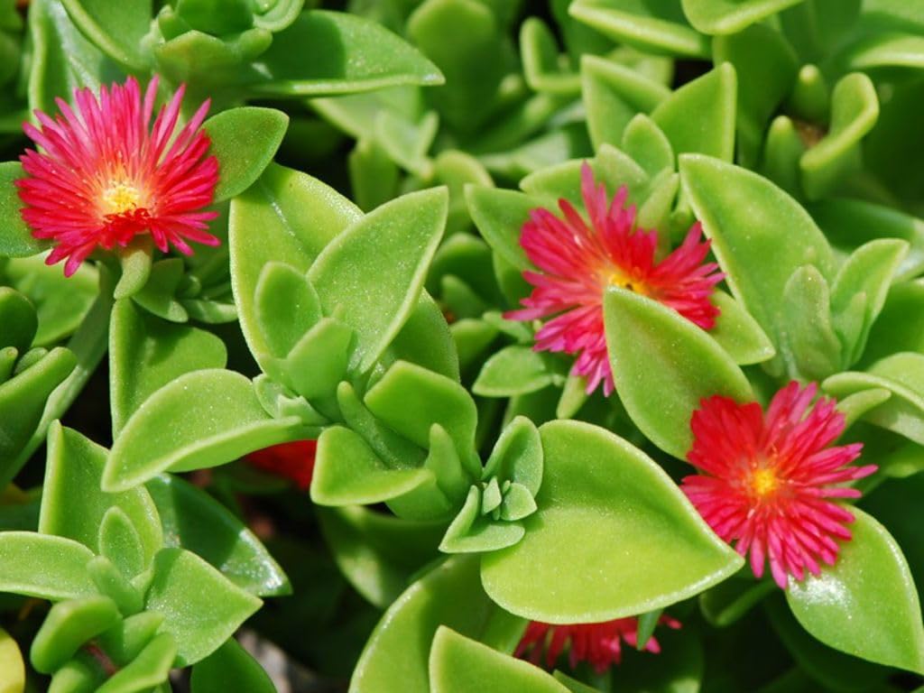 Aptenia Cordifolia Flower seeds for Planting - Wildflower Mix, Heirloom & GMO Free Seeds for Home Garden
 
 Sale for planting in home garden