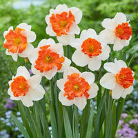 White Orange Narcissus Flower Seeds for Planting Premium Quality Heirloom & GMO Free Seeds for Home Garden
 
 Sale