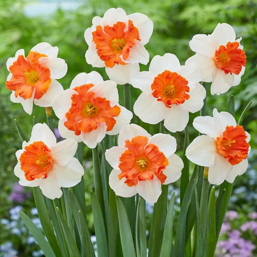 Orange White Daffodil Flower Seeds for Planting – Seasonal Bloomer Heirloom & NonGMO Seeds for Home Garden
 
 Sale