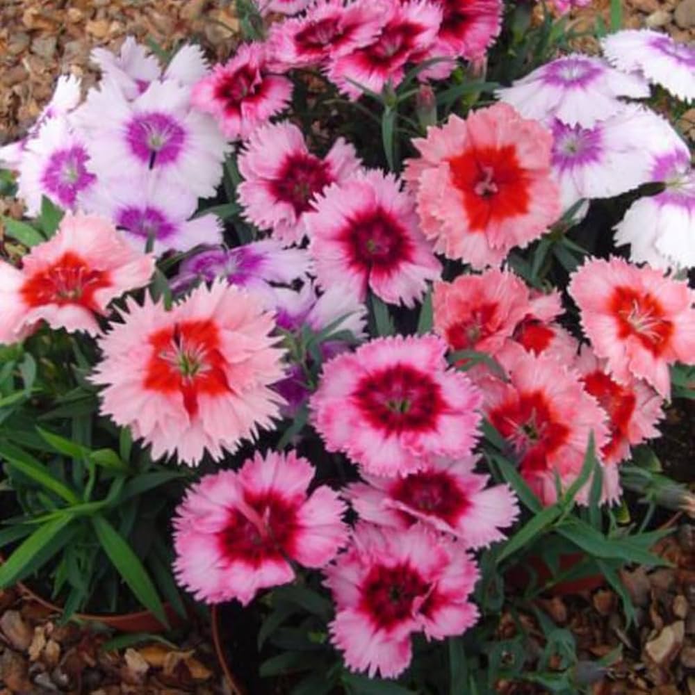 Burgundy White Dianthus Flower seeds for Planting Fragrant Blossoms Heirloom & GMO Free Seeds for Home Garden 
 
 Sale