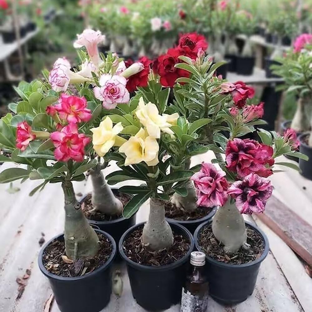Mixed Desert Rose planting selection with flowers