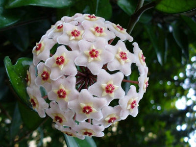 100 Pcs
