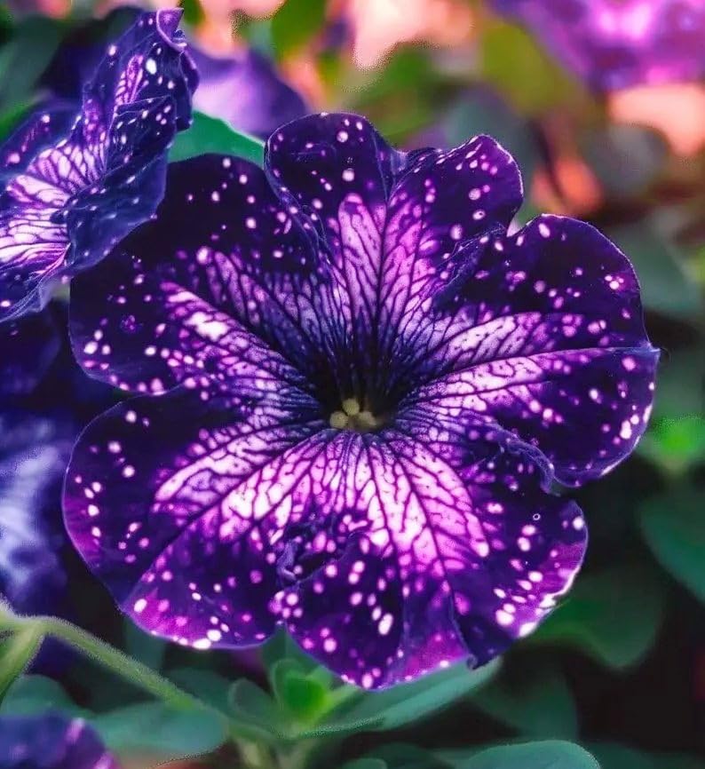 Night Sky Petunia Seeds for Planting – Unique Purple Starry Garden Flower Seeds