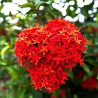 Red Ixora Flower seeds for Planting - Hardy Variety, Heirloom & GMO Free Seeds for Home Garden
 
 Sale for planting in home garden.