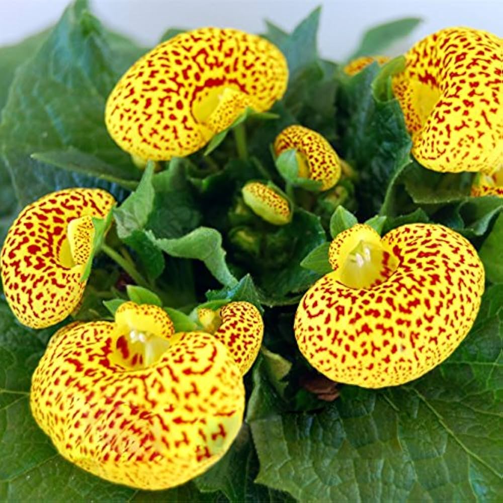 Yellow Red Calceolaria Flower seeds for Planting - Colorful Display, Heirloom & GMO Free Seeds for Home Garden