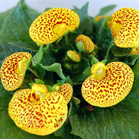 Calceolaria Flower seeds for Planting Cut Flower Favorite Heirloom & GMO Free Seeds for Home Garden