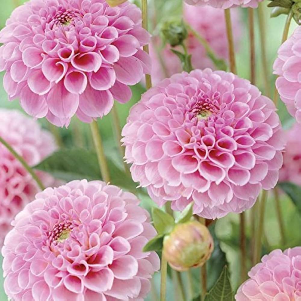 Pale Rose Dahlia Flower Seeds for Planting Cut Flower Favorite Heirloom & GMO Free Seeds for Home Garden  Sale