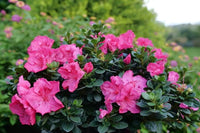 Azalea Seeds for Vibrant Planting