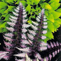 Violet Fern for Planting heirloom & NonGMO Seeds Long Bloom Season 100 Pcs pcs
 
 Sale