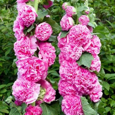 100 Pcs