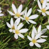 Rain Lily Zephyranthes spp. Seeds Mix for Planting in Urban Gardens