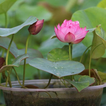Mini Lotus Nymphaea spp for planting in water garden