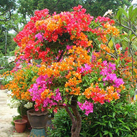 Mixed Bougainvillea Flower seeds for Planting - Garden Favorite, Heirloom & GMO Free Seeds for Home Garden