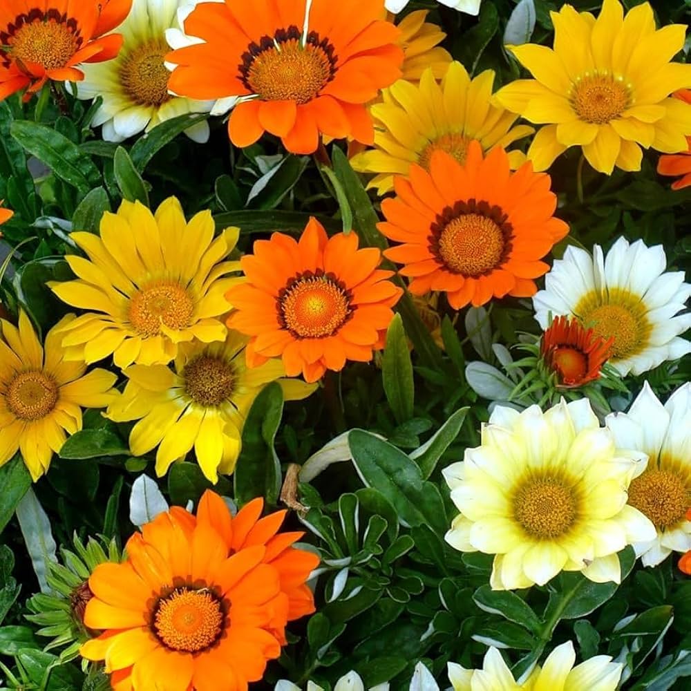 Mixed Gazania Flower seeds for Planting - Hardy Variety, Heirloom & GMO Free Seeds for Home Garden