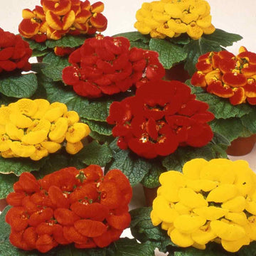 Mixed Calceolaria Flower seeds for Planting - Hardy Variety, Heirloom & GMO Free Seeds for Home Garden
 
 Sale for planting in home garden.