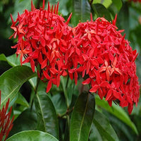 Ixora Flower Seeds for Planting Ixora Coccinea for Tropical Flower Beds