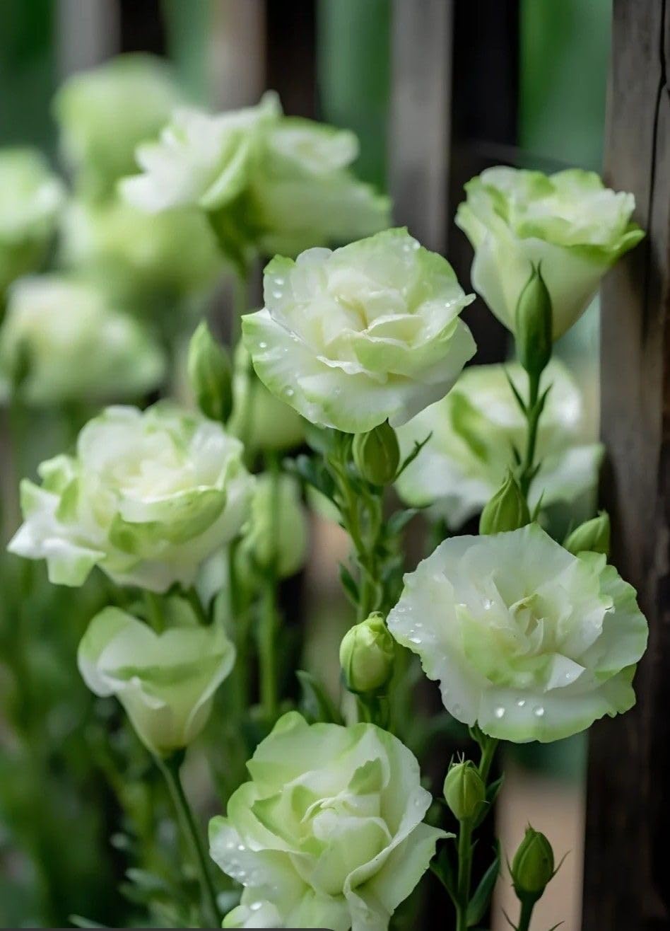 White Lisianthus Logro Flower seeds for Planting - Vibrant Colors, Heirloom & GMO Free Seeds for Home Garden