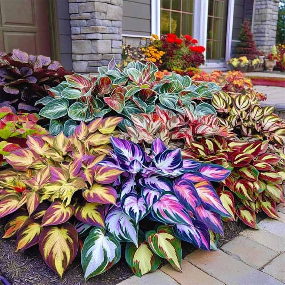 Mixed Hosta perennial plants with varied foliage