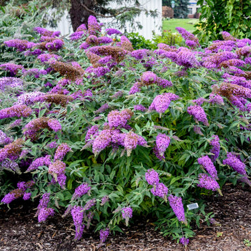 Purple Buddleja Flower seeds for Planting - Pollinator Friendly, Heirloom & GMO Free Seeds for Home Garden