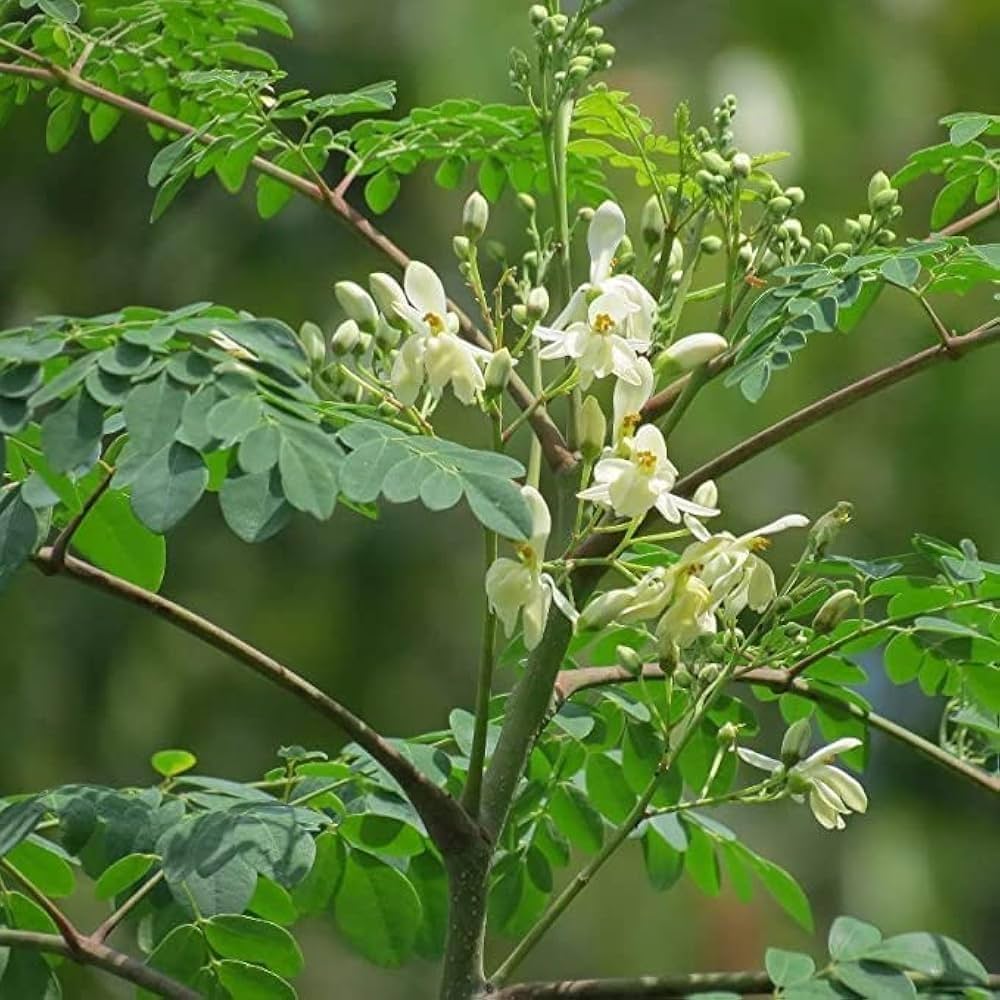 Moringa Seeds for Garden Planting, Raised Beds, Containers & Outdoor Growing