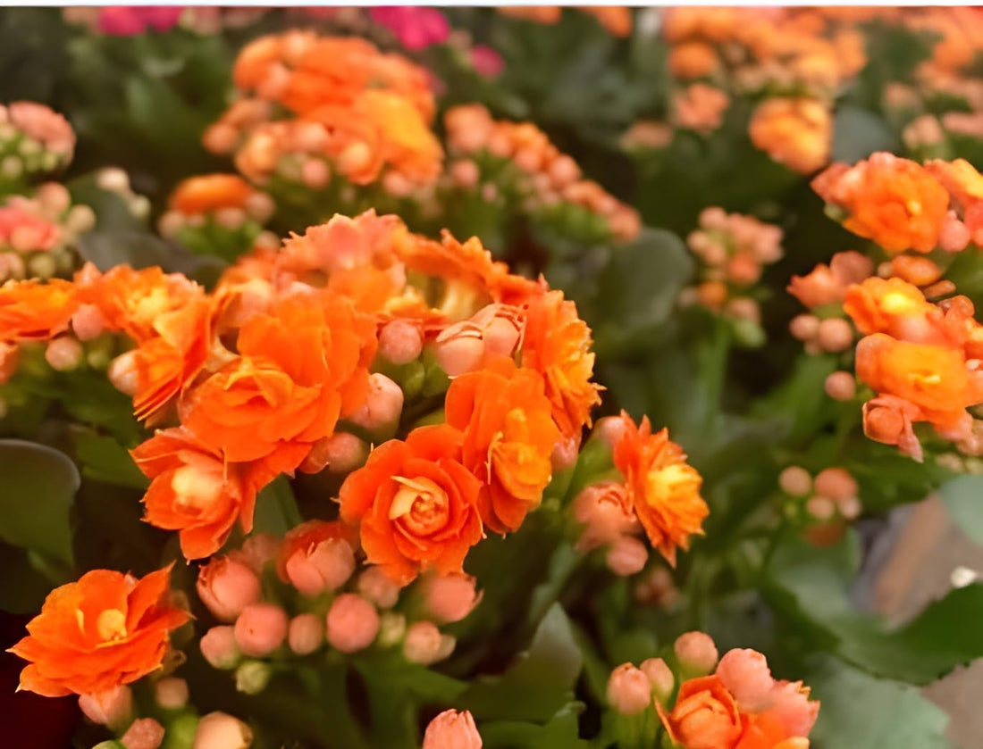 Orange Kalanchoe Flower seeds for Planting - Cottage Garden Essential, Heirloom & GMO Free Seeds for Home Garden