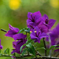Bougainvillea Flower Seeds for Planting  Dark Violet, Stunning Garden Climber