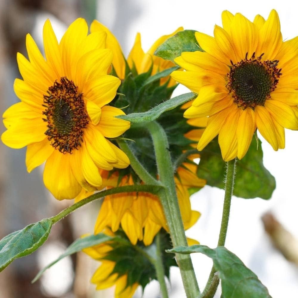 Yellow Mini Sunflower Seeds for Planting, Heirloom Non-GMO, High Germination Organic Garden Seeds