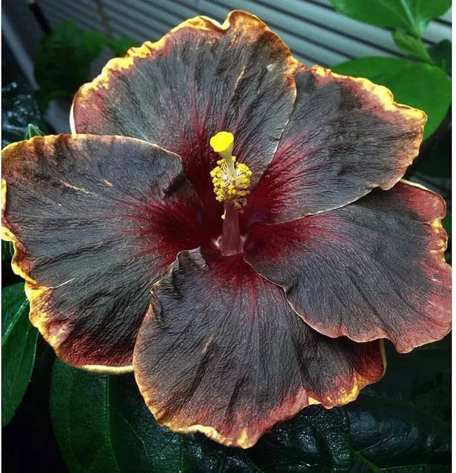 Black Orange Hibiscus Flower Seeds for Planting Pollinator Friendly Heirloom & GMO Free Seeds for Home Garden
 
 Sale