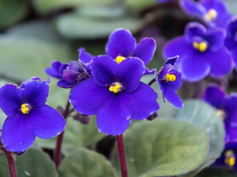 Sky Blue African Violet or Saintpaulia ionantha. Flower seeds for Planting - Long Bloom Season, Heirloom & GMO Free Seeds for Home Garden