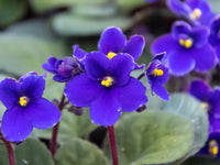 Sky Blue African Violet or Saintpaulia ionantha. Flower seeds for Planting - Long Bloom Season, Heirloom & GMO Free Seeds for Home Garden
