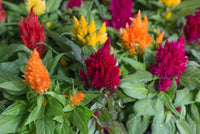 Celosia Fresh Look Gold Seeds for Planting flower bed garden