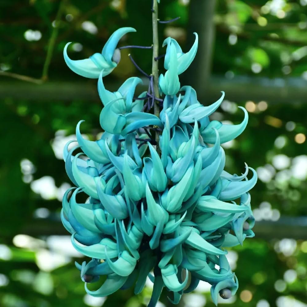 Endangered Jade Flower seeds for Planting - Seasonal Bloomer, Heirloom & GMO Free Seeds for Home Garden