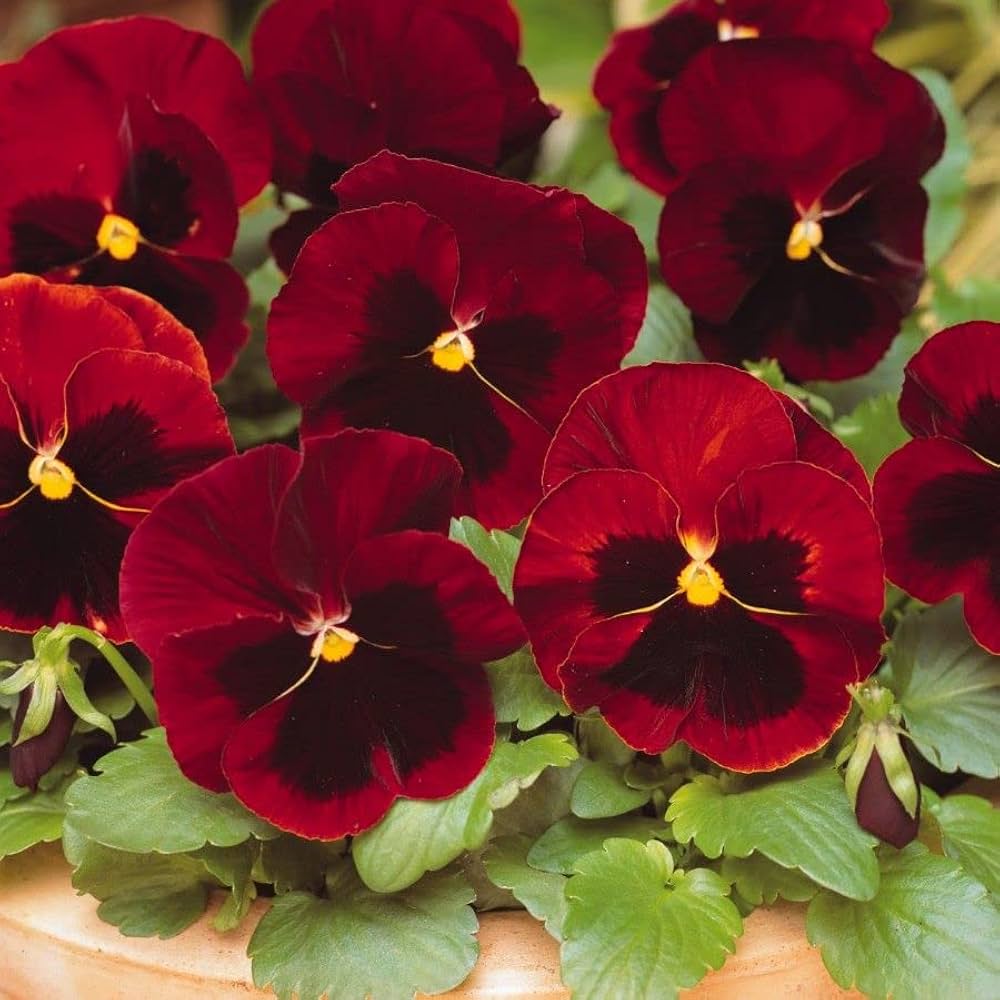 Pansy Semi Delta Pure Rose Flower Seeds